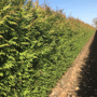QuickHedge Coniferenhaag 'Martin' herfst