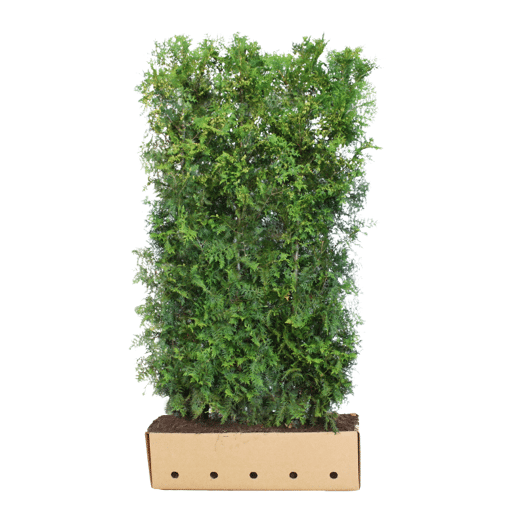 QuickHedge Coniferenhaag 'Smaragd' (kant en klaar haag)