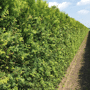 QuickHedge Coniferenhaag 'Smaragd' (kant en klaar haag)