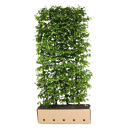 QuickHedge Gele kornoeljehaag (kant en klaar haag)