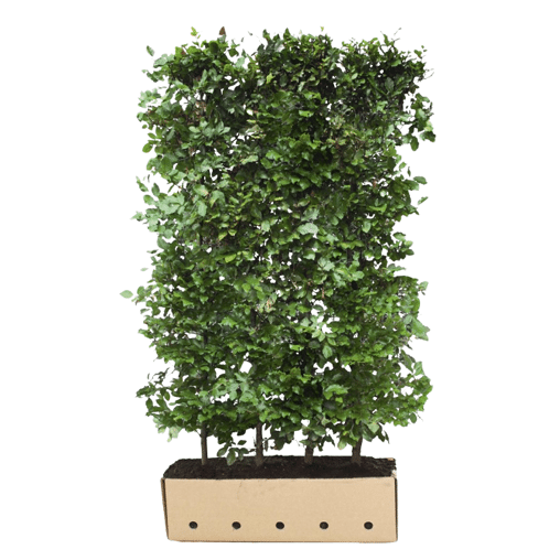 QuickHedge Groene beukenhaag (kant en klaar haag)