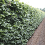 QuickHedge Groene beukenhaag (kant en klaar haag)