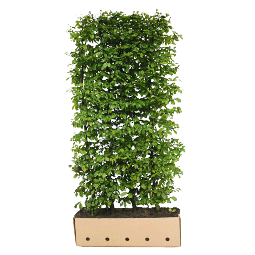 QuickHedge Haagbeukhaag (kant en klaar haag)