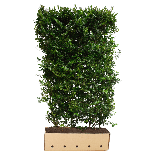 Ilex meserveae Blue Prince