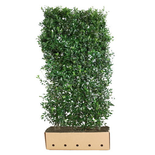 QuickHedge Hulsthaag 'Heckenpracht' (kant en klaar haag)