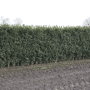 QuickHedge Hulsthaag 'Heckenpracht' (kant en klaar haag)