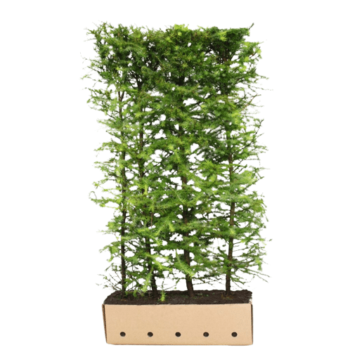 QuickHedge Japanse larikshaag (kant en klaar haag)