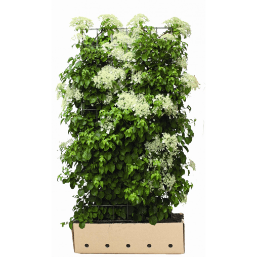 QuickHedge Klimhortensia (kant en klaar haag)