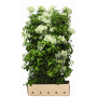 QuickHedge Klimhortensia (kant en klaar haag)