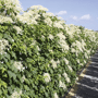 QuickHedge Klimhortensia (kant en klaar haag)