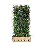 QuickHedge Grootbladige klimophaag (kant en klaar haag)