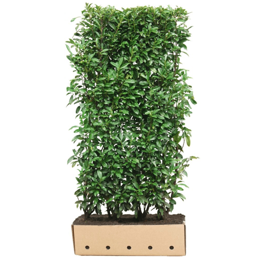 QuickHedge Laurierhaag 'Genolia' (kant en klaar haag)