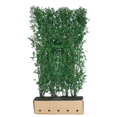 plumeria frangipani plant Plumeria  Liberty Landscape Supply