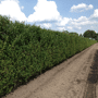 QuickHedge Ligusterhaag ovalifolium (kant en klaar haag)