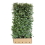 QuickHedge Olijfwilghaag