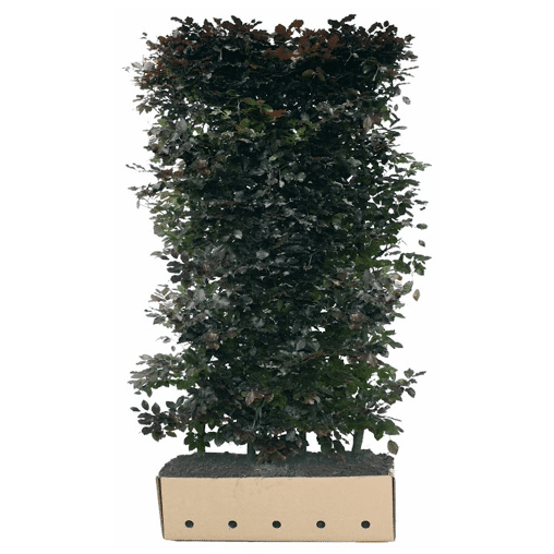 QuickHedge Rode beukenhaag (kant en klaar haag)