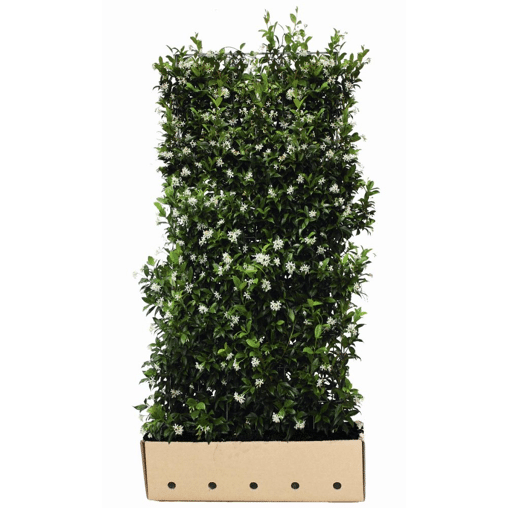 QuickHedge Sterjasmijnhaag