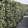 QuickHedge Sterjasmijnhaag volledige haag