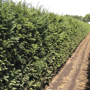 QuickHedge Taxushaag (kant en klaar haag)