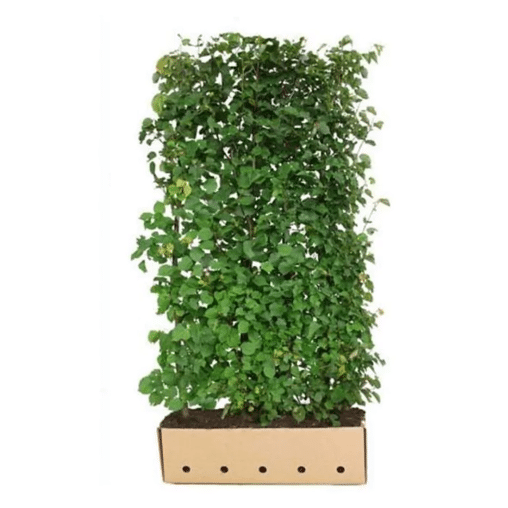 QuickHedge Winterlindehaag