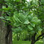 Quercus robur 'Fastigiata Koster'