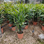 Bamboepalm (Rhapis excelsa)
