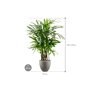 Rhapis excelsa in Grigio afmeting