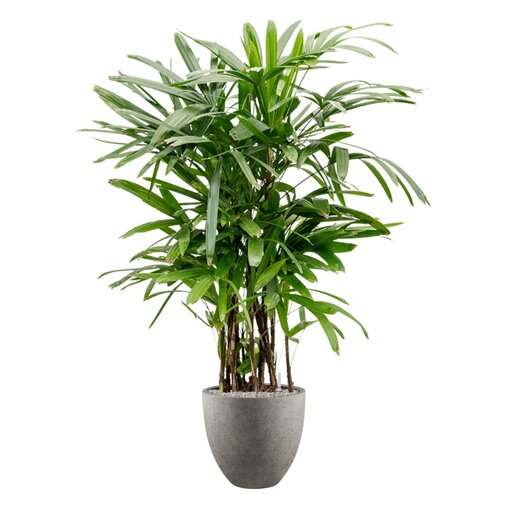 Rhapis excelsa in Grigio