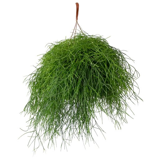 Rhipsalis baccifera 'Oasis'