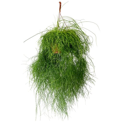 Rhipsalis Cassutha