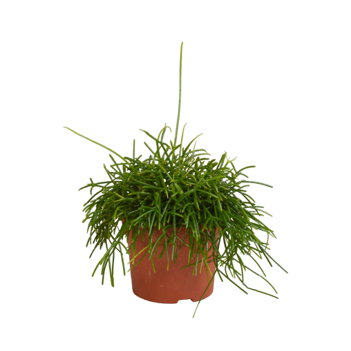 Rhipsalis baccifera 'Oasis' in 12 cm pot
