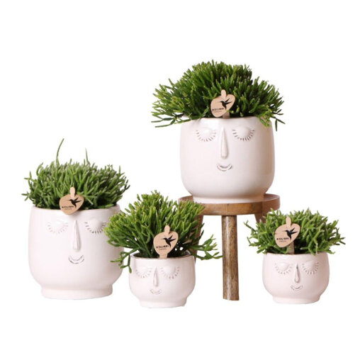 Rhipsalis mix in Happy Face white sierpotten