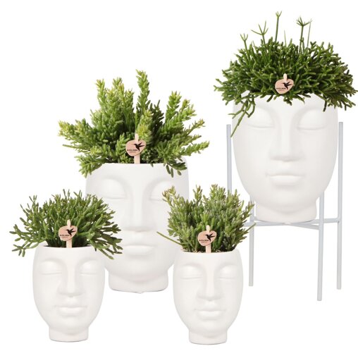 Rhipsalis mix in witte sierpotten