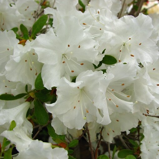 Azalea wit