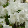 Azalea wit
