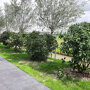 rhododendron-wit-en-paars-120-140