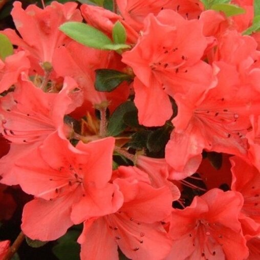 Azalea oranje