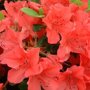 Azalea oranje