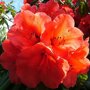 Azalea oranje