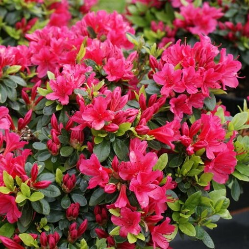 Azalea rood