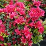 Azalea rood