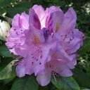 Rhododendron paars