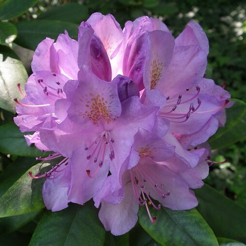 Rhododendron paars