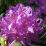 Rhododendron paars
