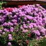 Rhododendron paars