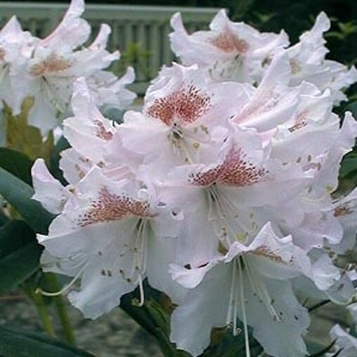 Rhododendron wit
