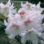 Rhododendron wit