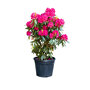 Rhododendron Nova Zembla