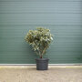 Rhododendron Nova Zembla 120-140 cm