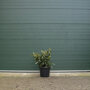 Rhododendron Nova Zembla 60-80 cm